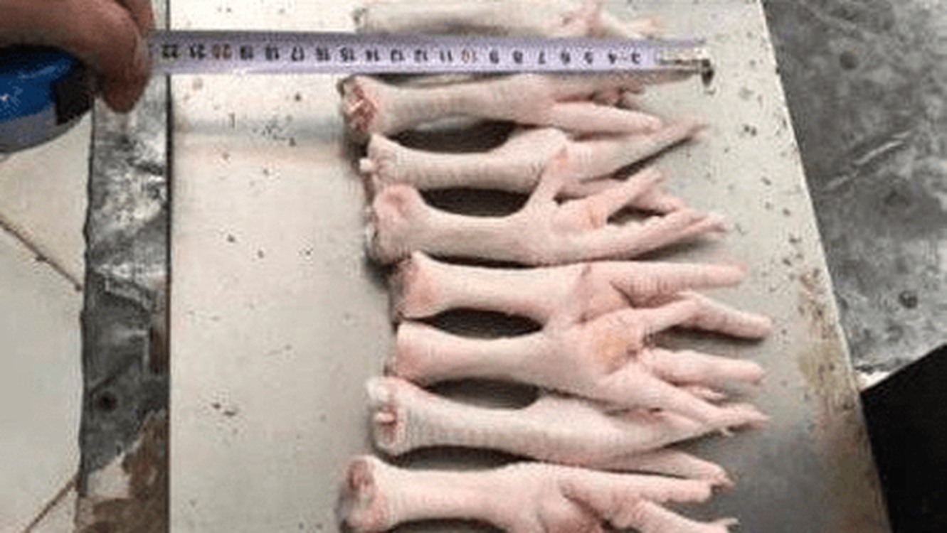 پای مرغ 